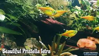 Beautiful Pristella Tetra.