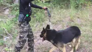 Полицейские и грабители, эпизод 7, с моим K9