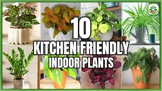 Top 10 Kitchen Friendly Indoor Plants | Best Kitchen Plants to grow | Plant and Planting