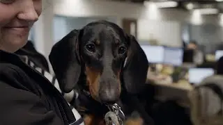 How can RPA lead to healthier animals and happier owners