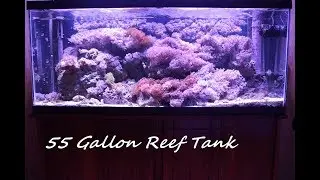 55 Gallon Saltwater Reef Tank Large Maroon Clown Duncans Pulsing Xenia Garden