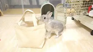 これからお弁当を持ってうさぎさんとピクニックです