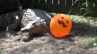 CROCODILE POPS BALLOON