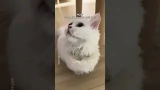 Heart-melting moments for cat owners😍 #shorts #cat #funny
