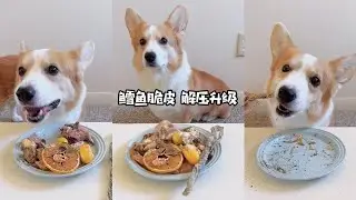 Corgi's Raw Feeding Meal | Cod Skins! Very CRUNCHY!!!