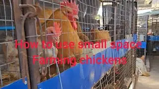 How to start a big poultry backyard farm