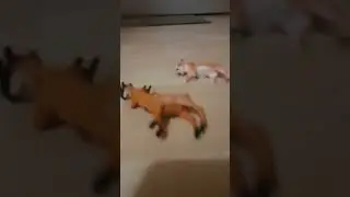 Dodus Land The lab trailler
