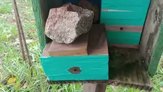 COMO EST&Atilde;O AS IRAIS ATACADAS PELAS LIM&Atilde;OS