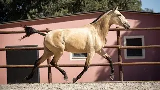 Horse for Sale I Piro Free buckskin Lusitano Mare by L&iacute;der Seven (REF#920)