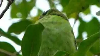Moustached Barbet