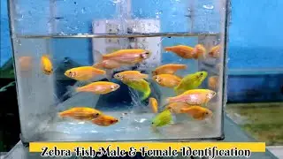 Zebra Fish Male Female Identification| Colour Zebra Fish| ornamental fish| Ornamental Fish Breeding|