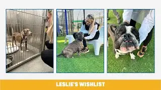 Our Founder, Leslie Sans Visiting Dallas Animal Services - Save A Life With Us By Fostering!