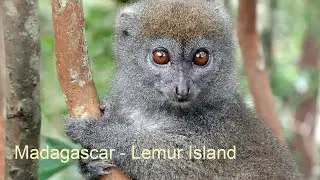 Madagaskar. Vakona - Lemur Island