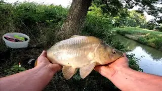 PECANJE ŠARANA NA PLOVAK ( pod vrbom grizu )