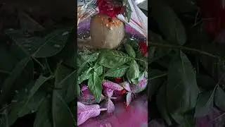 Lord shiva🙏🙏#har har mahadev 👏 ♥️ #jai shiv shambhu