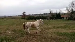 Beautifull view in italia farmभूत सुंदर नजारा इटली का#horse #anime #italy #minivlog 