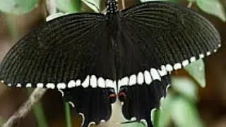 Common mormon Butterfly - Butterflies of India - Papilio polytes - Species of Swallowtail Butterfly