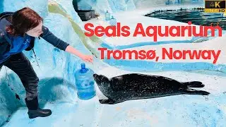 Polaria Seals Aquarium Experience in Troms&oslash;, Norway 🌊🇳🇴