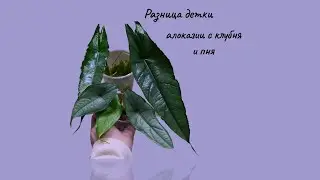 Алоказия Дыхание дракона.Перестала радовать и я её порезала на шайбы.