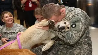 Dogs meet their owners after long time - Dog love his Owner Compilation 2017 (HD)