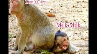 Extremely Hungry Medium Monkey Polino Cry Behind Mum Looking  Milk| Why Mum Don't Give Milk Her Baby