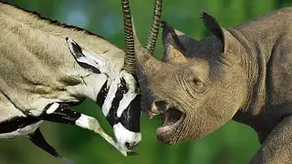 Unusual and Funniest Animal Fights Recorded on Camera!