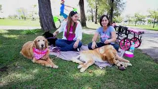 AUtrevista com a Olívia - Uma golden muito especial