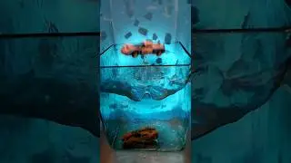 240 fps Aqua car fall #water #aquarium #car #diecast #fall #toy #blue #аквариум #вода #slowmo #slow