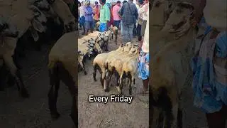 #market gudur sheep market! Every Friday!!Price's #viralvideo #farming #sheep
