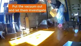 How to get cats used to the vacuum cleaner!
