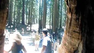 Sap on the California Tree