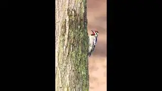 Yellow-bellied Sapsucker feeding
