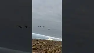 Calling geese using hiccup and quick spit sequences