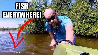 Matlacha to Gulf Coast: Kayaking Florida's Most Underrated Waters