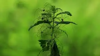 Nature moves .. Phalangium opilio, opiliones hooiberg in the wild