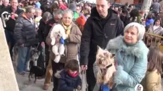 San Antón bendice a las mascotas de Tarazona