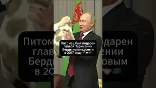 Путин попрощался с питомцем #путин #россия