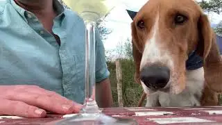 The Worst Wine Taster Ever - Oculum Review