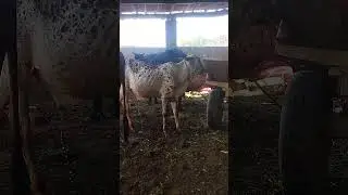 beautiful little cow holly cow/qurbani Ka janwar #viralvideo #viralshorts #cow #qurbanikajanwar