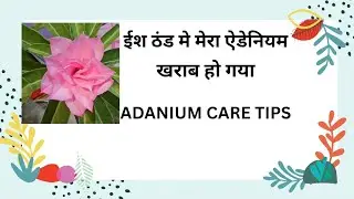 Adenium की सही देख रेख ईस winter मे मेरा Adenium खराब हो गया Adenium #desertrose Care 