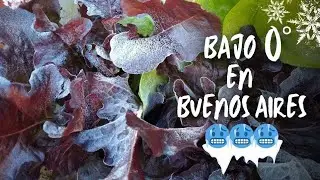 EL HUERTO bajo 0&deg; en Buenos Aires 🥶🥶🥶 #julio #olapolar #huerto