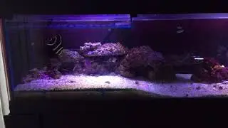 French Angelfish