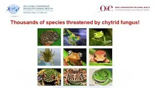 Protecting biodiversity from an emerging disease of amphibians