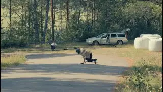 Skating the Scandes
