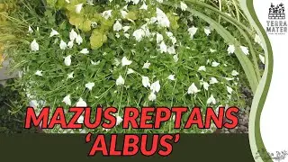 Mazus reptans &lsquo;Albus&rsquo;: Spreading White Groundcover for Paths, Walls & Shade Gardens