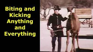 End of the Camel Caravans in the North American Frontier