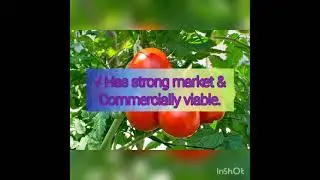 5 Highest paying crops in Kenya