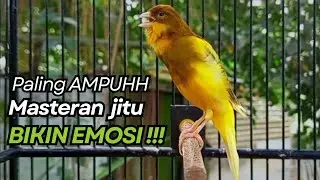 KENARI GACOR Cuit CUIT BIRAHI UNTUK PANCINGAN & MASTERAN Kenari PAUD AGAR BUNYI