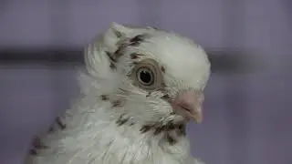 Warsaw butterfly Pigeon | Pigeon & Pets Bangladesh