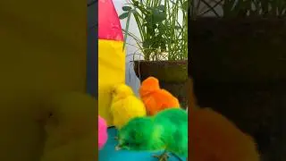 Chick Adventure: A Colorful Playdate 🐥✨ #birds #murgi #chicks #shorts